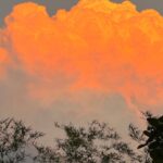 オレンジ色の雲と木々